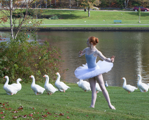 Dancer in a tutu surrounded by a gaggle of geese by the water's edge of Sullivan's Pond in Dartmouth, N.S.